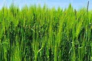 giovane orzo verde