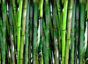 bambù