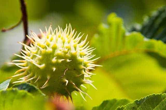Castagne