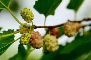 fruta de morera blanca en el arbusto