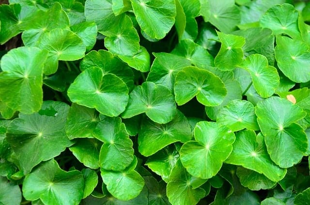 Gotu kola